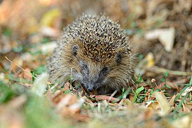 《天国：拯救2》解释为何放弃儿童角色 慎重考虑